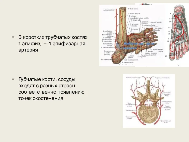 В коротких трубчатых костях 1 эпифиз, – 1 эпифизарная артерия Губчатые кости: сосуды