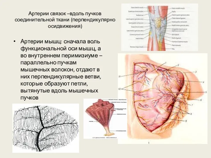 Артерии связок –вдоль пучков соединительной ткани (перпендикулярно осидвижения) Артерии мышц: сначала воль функциональной
