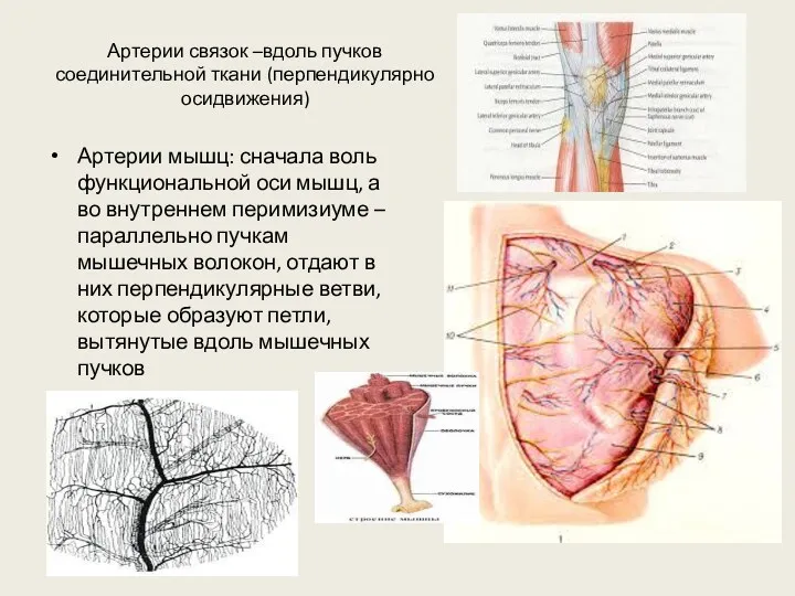 Артерии связок –вдоль пучков соединительной ткани (перпендикулярно осидвижения) Артерии мышц: