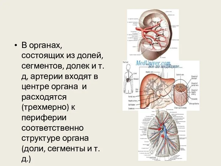 В органах, состоящих из долей, сегментов, долек и т.д, артерии входят в центре