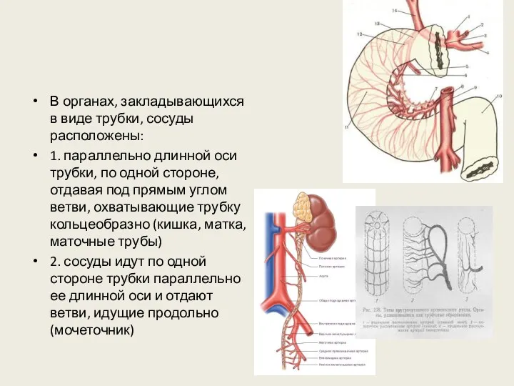 В органах, закладывающихся в виде трубки, сосуды расположены: 1. параллельно длинной оси трубки,