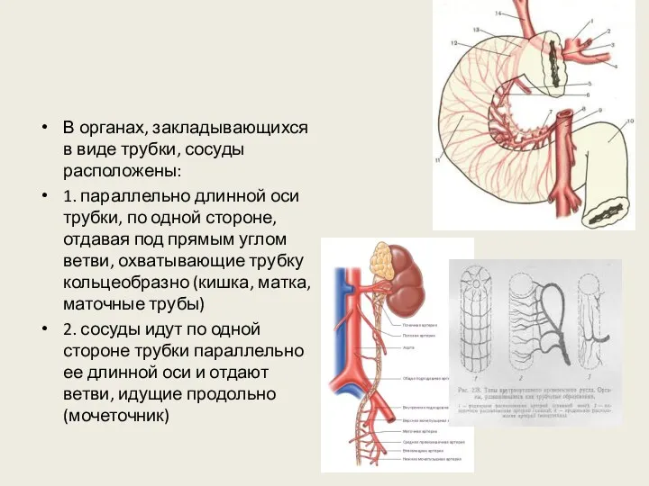 В органах, закладывающихся в виде трубки, сосуды расположены: 1. параллельно