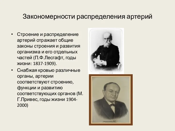 Закономерности распределения артерий Строение и распределение артерий отражает общие законы