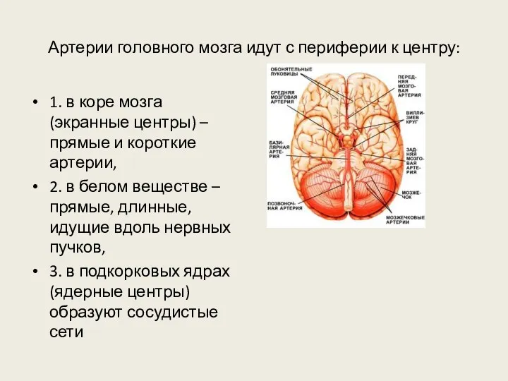Артерии головного мозга идут с периферии к центру: 1. в коре мозга (экранные