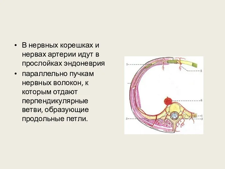 В нервных корешках и нервах артерии идут в прослойках эндоневрия параллельно пучкам нервных