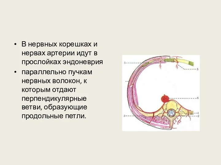 В нервных корешках и нервах артерии идут в прослойках эндоневрия