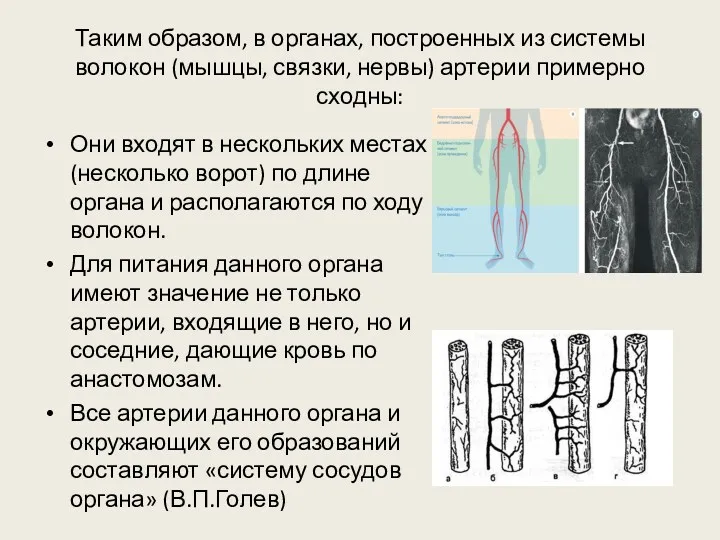 Таким образом, в органах, построенных из системы волокон (мышцы, связки,