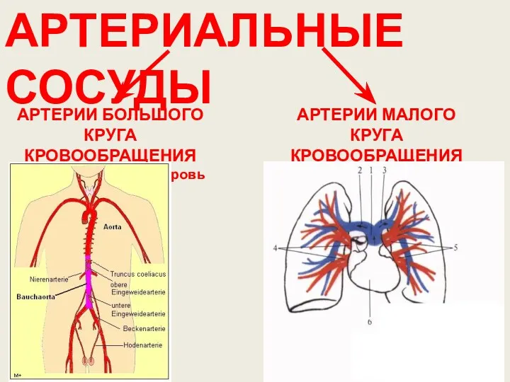 АРТЕРИАЛЬНЫЕ СОСУДЫ АРТЕРИИ БОЛЬШОГО КРУГА КРОВООБРАЩЕНИЯ несут артериальную кровь АРТЕРИИ МАЛОГО КРУГА КРОВООБРАЩЕНИЯ несут венозную кровь