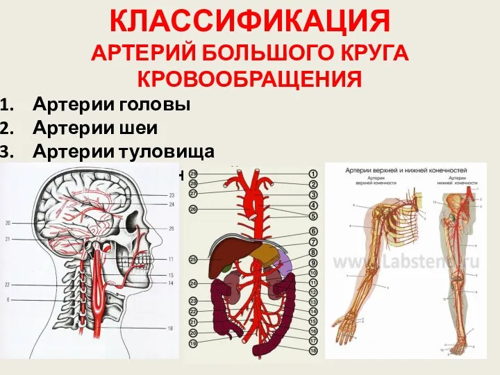 КЛАССИФИКАЦИЯ АРТЕРИЙ БОЛЬШОГО КРУГА КРОВООБРАЩЕНИЯ Артерии головы Артерии шеи Артерии туловища Артерии конечностей