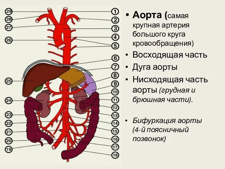 Аорта (самая крупная артерия большого круга кровообращения) Восходящая часть Дуга аорты Нисходящая часть
