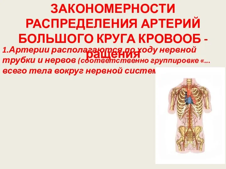 1.Артерии располагаются по ходу нервной трубки и нервов (соответственно группировке «...всего тела вокруг