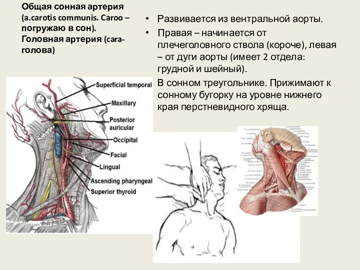 Общая сонная артерия (a.carotis communis. Caroo – погружаю в сон). Головная артерия (cara-