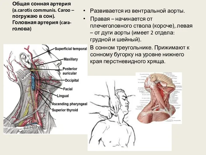 Общая сонная артерия (a.carotis communis. Caroo – погружаю в сон).