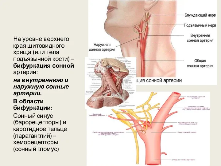На уровне верхнего края щитовидного хряща (или тела подъязычной кости) – бифуркация сонной
