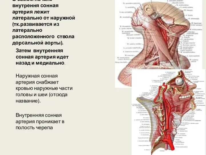 В самом начале внутрення сонная артерия лежит латерально от наружной (тк.развивается из латерально