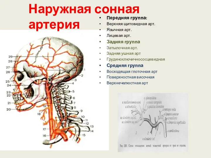 Наружная сонная артерия Передняя группа: Верхняя щитовидная арт. Язычная арт. Лицевая арт. Задняя