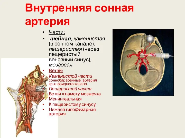 Внутренняя сонная артерия Части: шейная, каменистая (в сонном канале), пещеристая (через пещеристый венозный