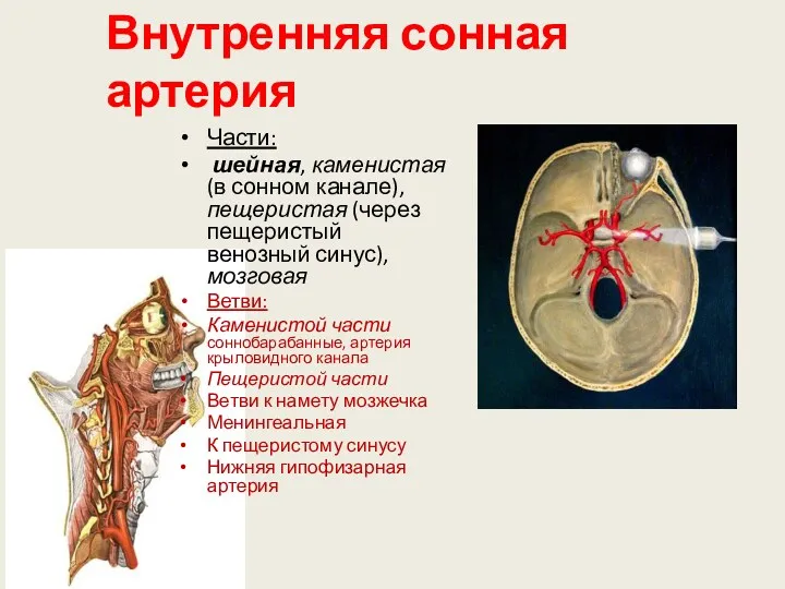 Внутренняя сонная артерия Части: шейная, каменистая (в сонном канале), пещеристая