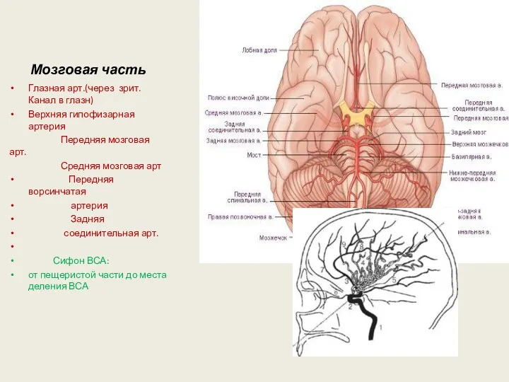 Мозговая часть Глазная арт.(через зрит. Канал в глазн) Верхняя гипофизарная артерия Передняя мозговая