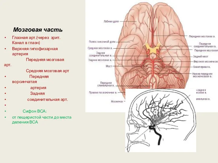 Мозговая часть Глазная арт.(через зрит. Канал в глазн) Верхняя гипофизарная