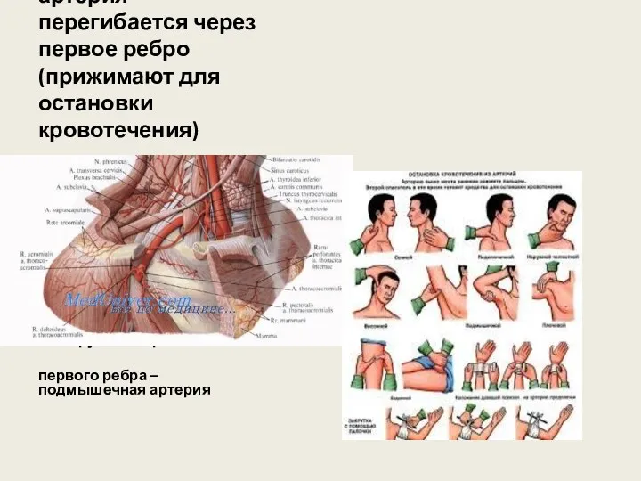 Подключичная артерия – перегибается через первое ребро (прижимают для остановки