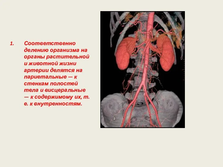 Соответственно делению организма на органы растительной и животной жизни артерии делятся на париетальные