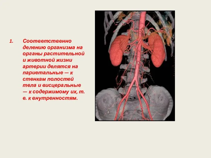 Соответственно делению организма на органы растительной и животной жизни артерии