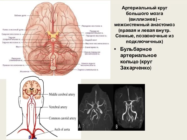 Артериальный круг большого мозга (виллизиев) – межсистемный анастомоз (правая и левая внутр. Сонные,