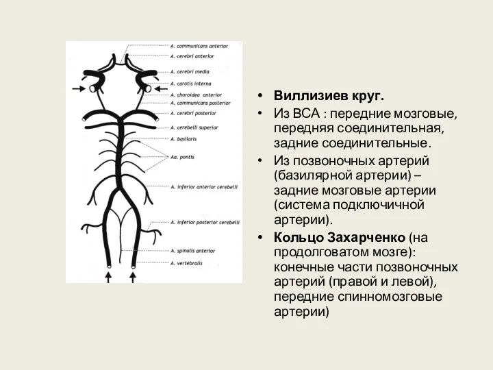 Виллизиев круг. Из ВСА : передние мозговые, передняя соединительная, задние