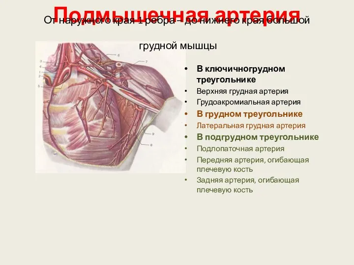 Подмышечная артерия От наружного края 1 ребра – до нижнего края большой грудной