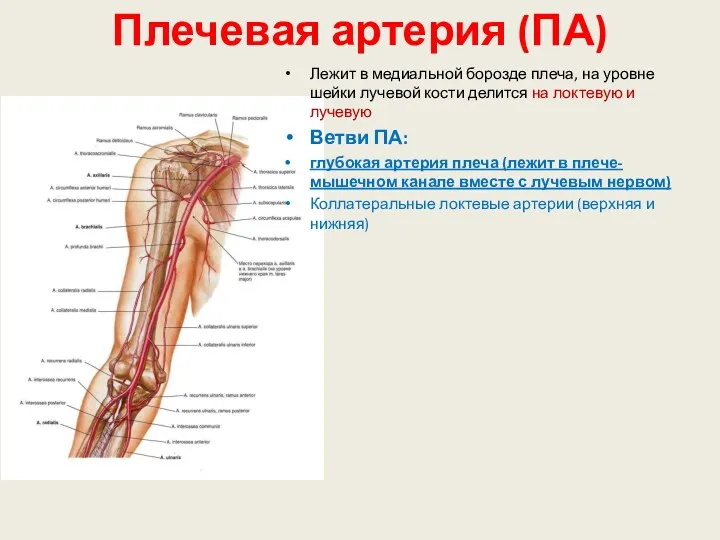 Плечевая артерия (ПА) Лежит в медиальной борозде плеча, на уровне шейки лучевой кости
