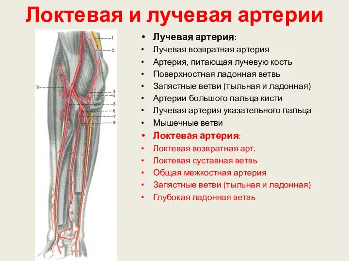 Локтевая и лучевая артерии Лучевая артерия: Лучевая возвратная артерия Артерия, питающая лучевую кость