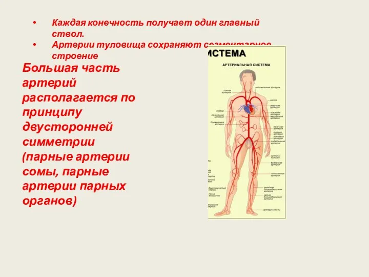 Каждая конечность получает один главный ствол. Артерии туловища сохраняют сегментарное строение Большая часть