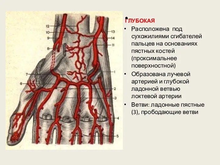ГЛУБОКАЯ Расположена под сухожилиями сгибателей пальцев на основаниях пястных костей (проксимальнее поверхностной) Образована