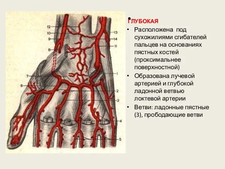 ГЛУБОКАЯ Расположена под сухожилиями сгибателей пальцев на основаниях пястных костей