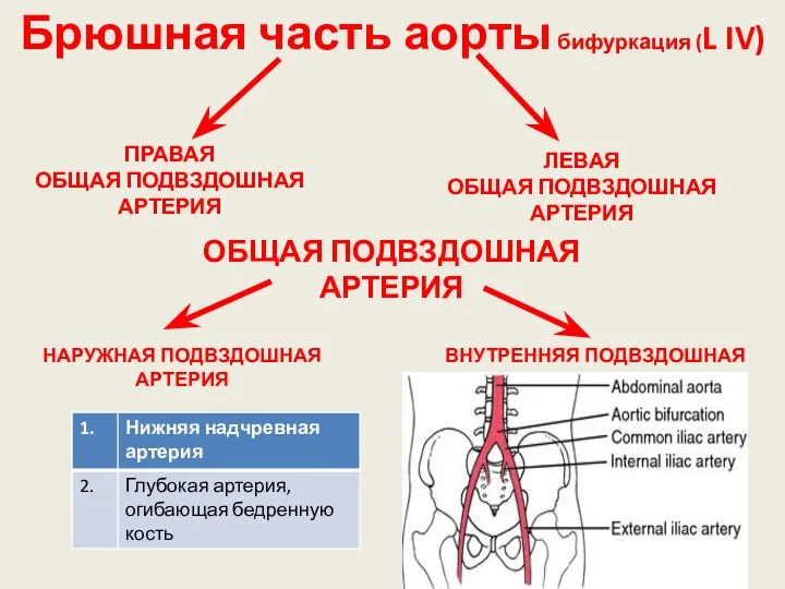 Брюшная часть аорты бифуркация (L IV) ПРАВАЯ ОБЩАЯ ПОДВЗДОШНАЯ АРТЕРИЯ ЛЕВАЯ ОБЩАЯ ПОДВЗДОШНАЯ