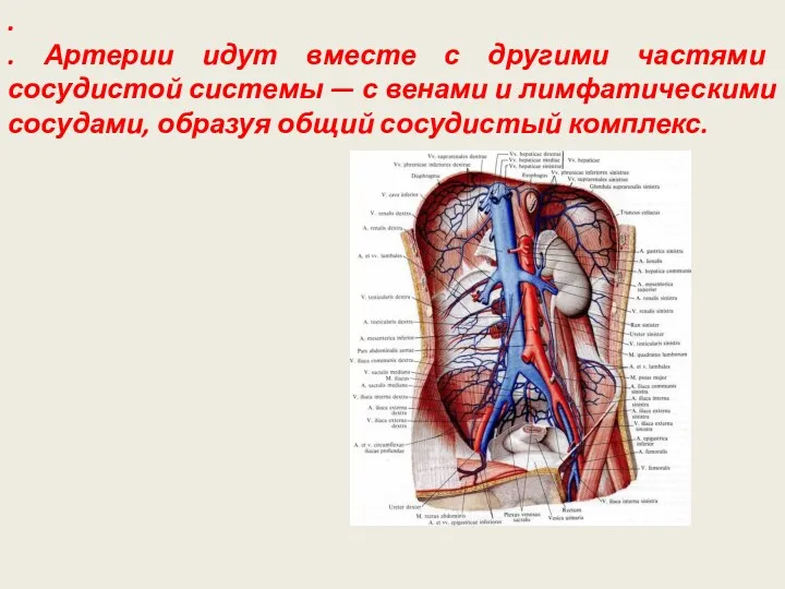 . . Артерии идут вместе с другими частями сосудистой системы — с венами