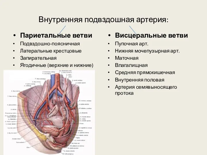 Внутренняя подвздошная артерия: Париетальные ветви Подвздошно-поясничная Латеральные крестцовые Запирательная Ягодичные (верхние и нижние)