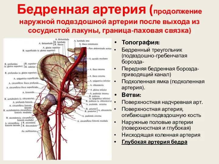 Бедренная артерия (продолжение наружной подвздошной артерии после выхода из сосудистой лакуны, граница-паховая связка)