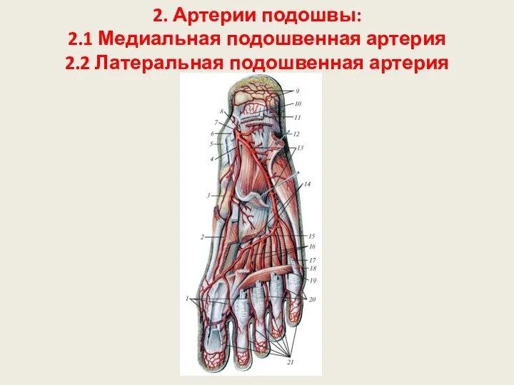2. Артерии подошвы: 2.1 Медиальная подошвенная артерия 2.2 Латеральная подошвенная артерия