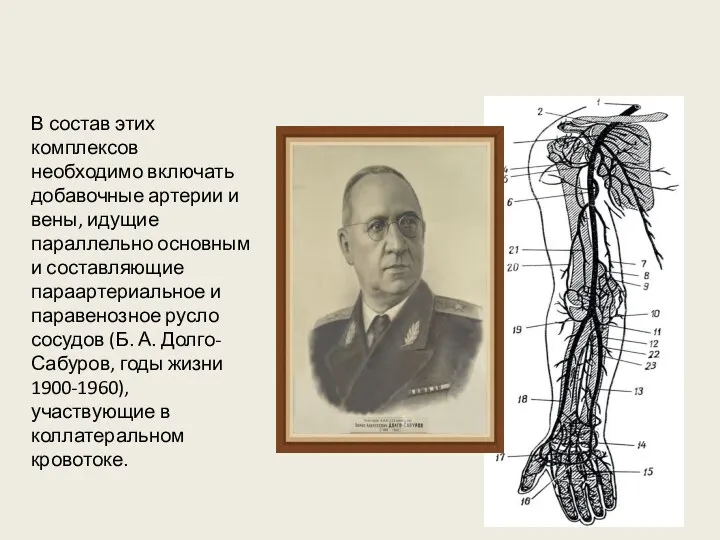 В состав этих комплексов необходимо включать добавочные артерии и вены, идущие параллельно основным