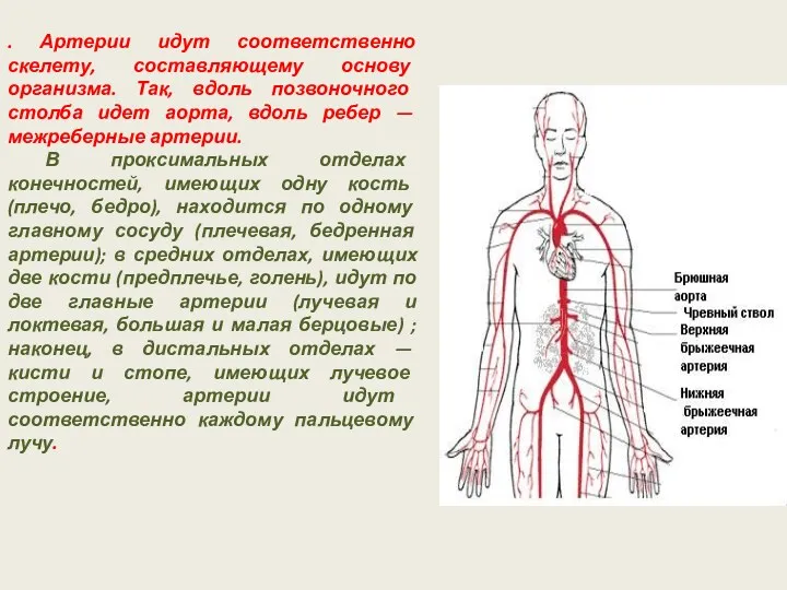 . Артерии идут соответственно скелету, составляющему основу организма. Так, вдоль