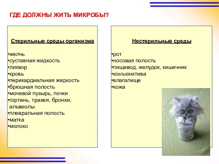 ГДЕ ДОЛЖНЫ ЖИТЬ МИКРОБЫ? Стерильные среды организма желчь суставная жидкость