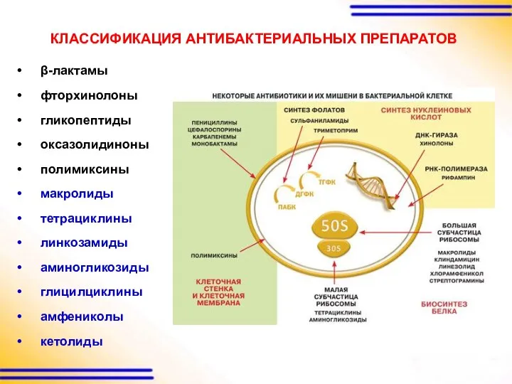 КЛАССИФИКАЦИЯ АНТИБАКТЕРИАЛЬНЫХ ПРЕПАРАТОВ β-лактамы фторхинолоны гликопептиды оксазолидиноны полимиксины макролиды тетрациклины линкозамиды аминогликозиды глицилциклины амфениколы кетолиды