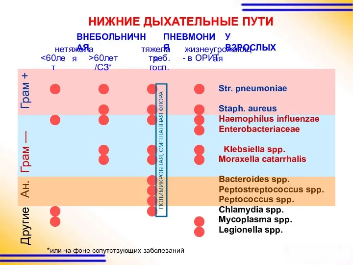 Грам — Грам + Str. pneumoniae Staph. aureus Haemophilus influenzae