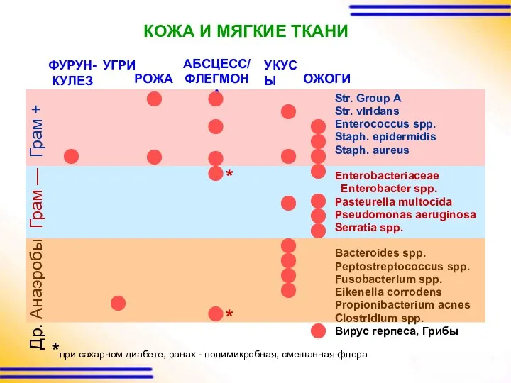 УКУСЫ Грам — Анаэробы Грам + Str. Group А Str.