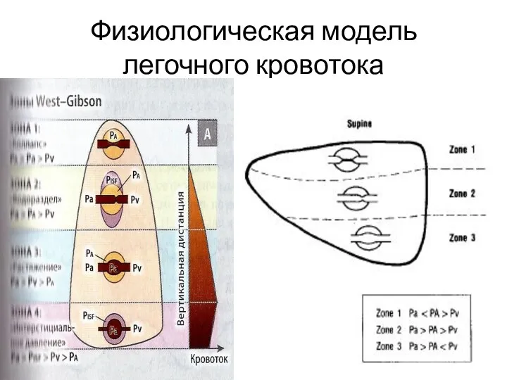 Физиологическая модель легочного кровотока