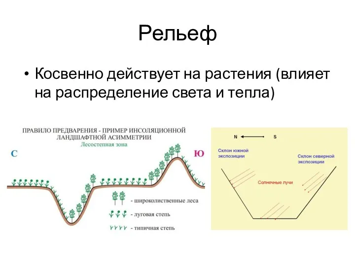 Рельеф Косвенно действует на растения (влияет на распределение света и тепла)