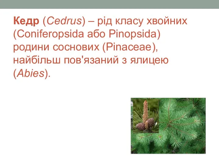 Кедр (Cedrus) – рід класу хвойних (Coniferopsida або Pinopsida) родини