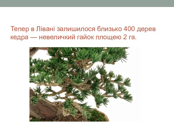 Тепер в Лівані залишилося близько 400 дерев кедра — невеличкий гайок площею 2 га.